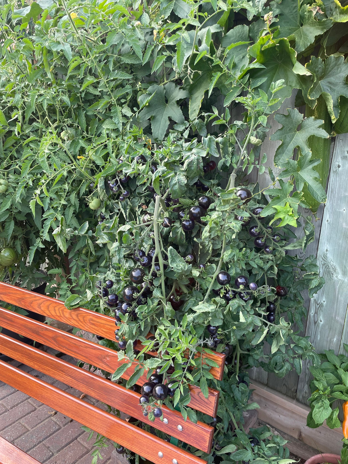 Indigo Rose Tomato Seeds