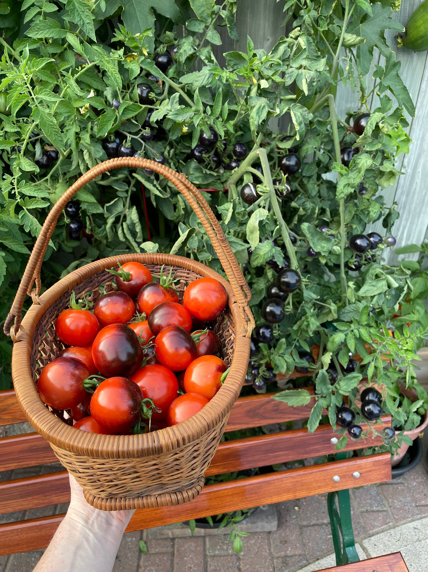 Indigo Rose Tomato Seeds