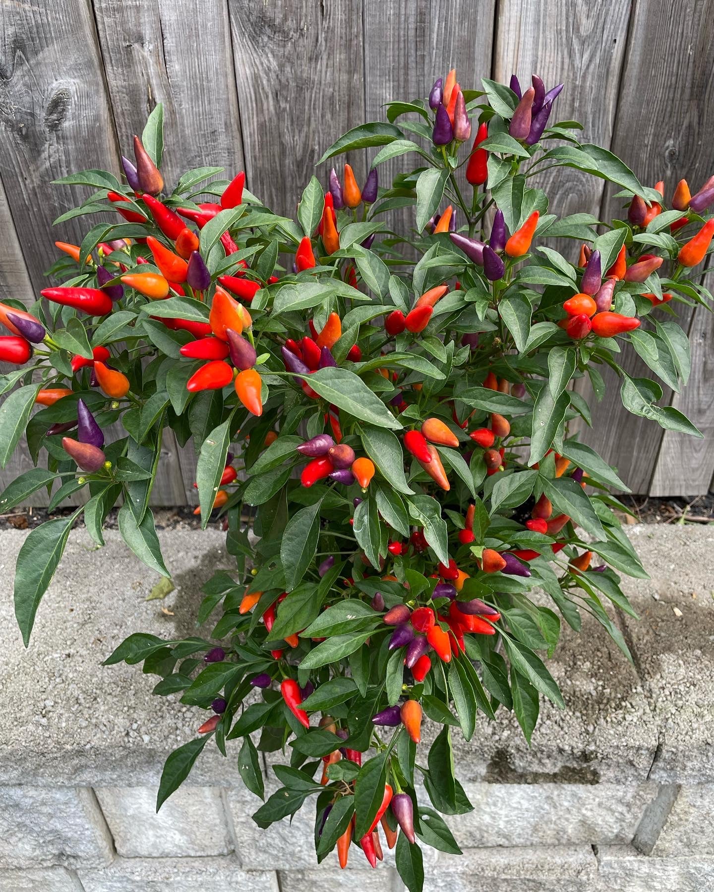 Pride Pepper