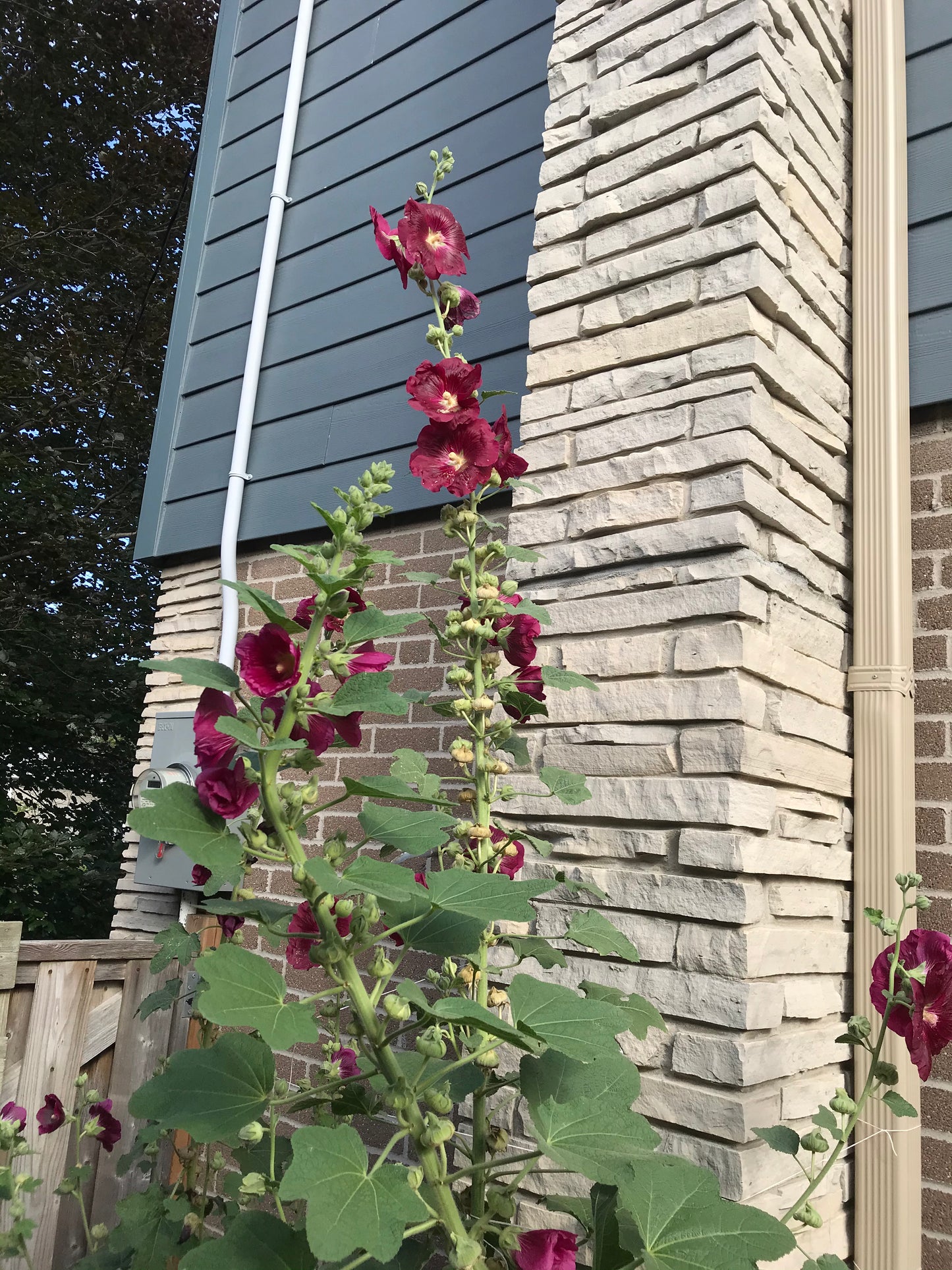 Magenta Hollyhock Seeds