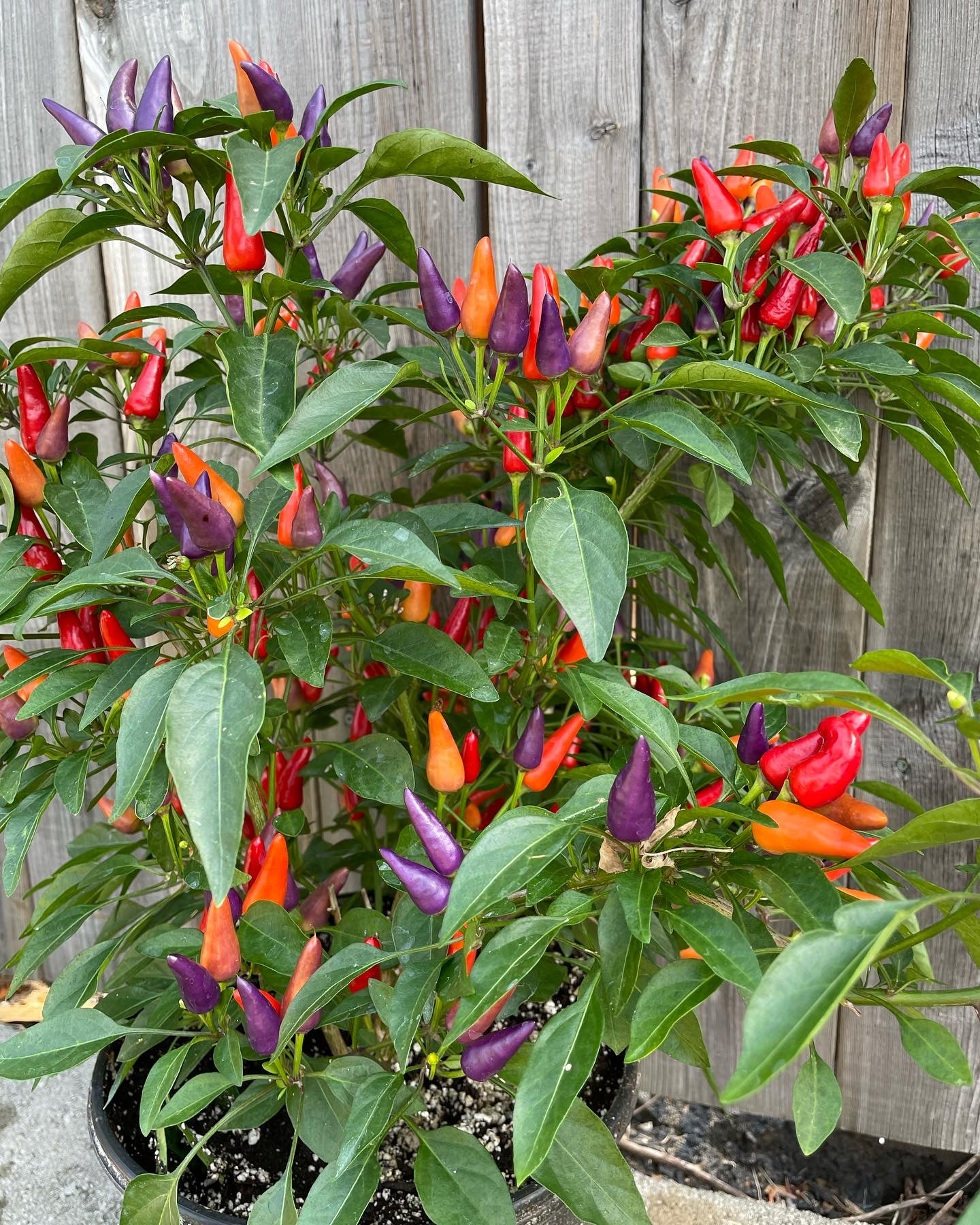 Pride Pepper