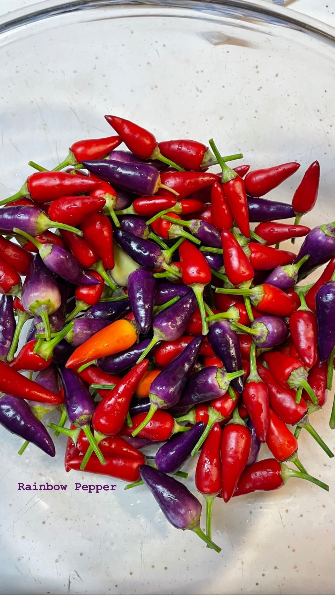 Pride Pepper