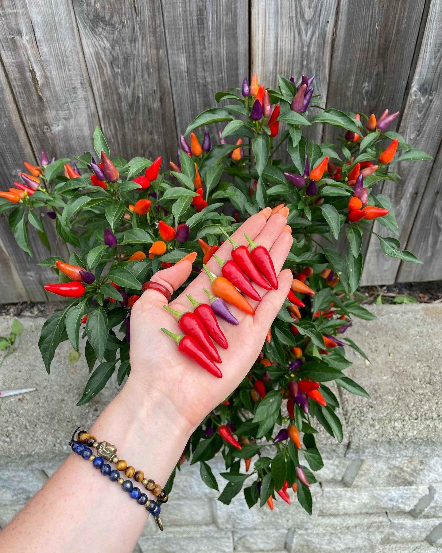 Pride Pepper