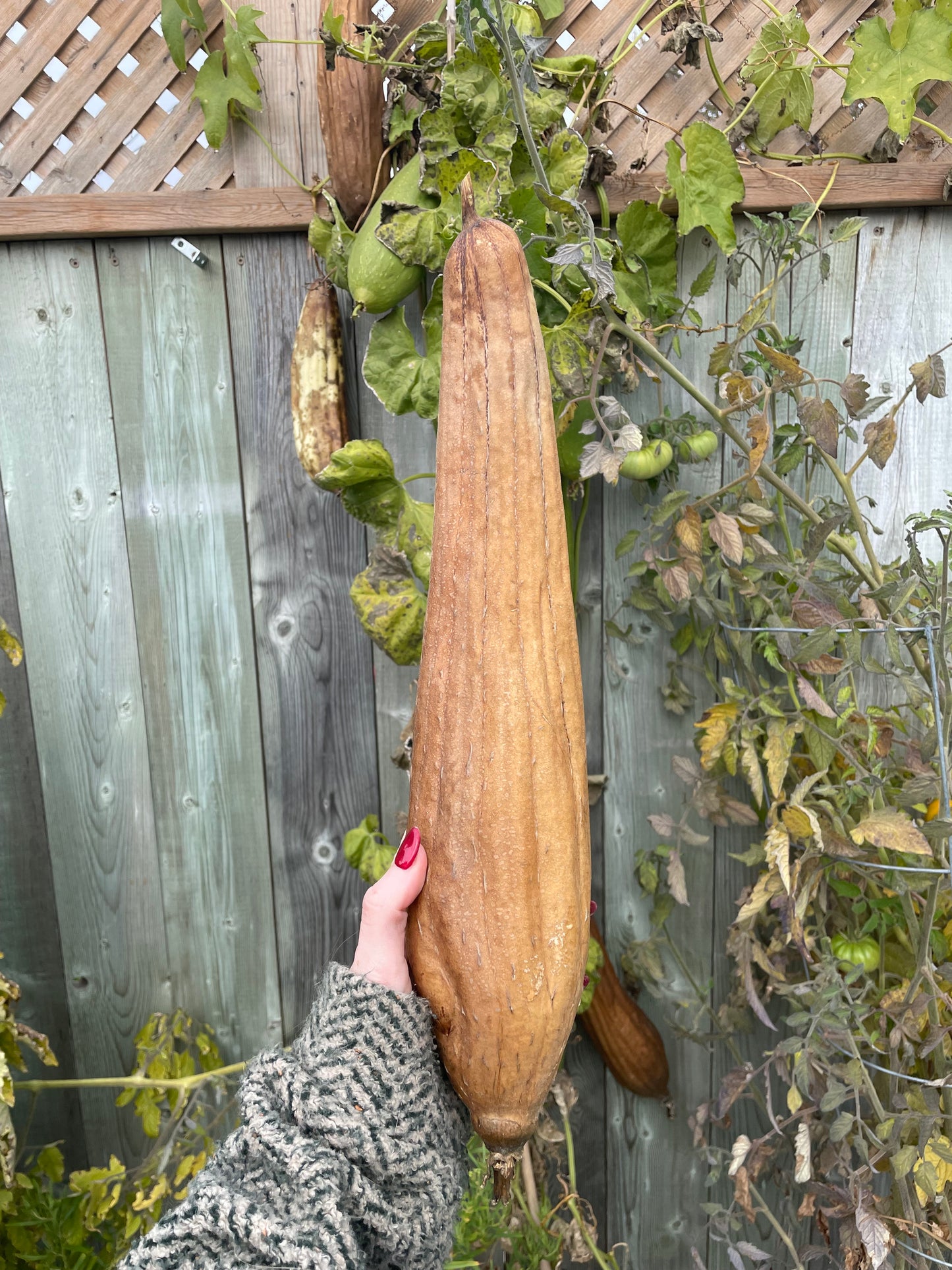 Luffa Sponge Gourd