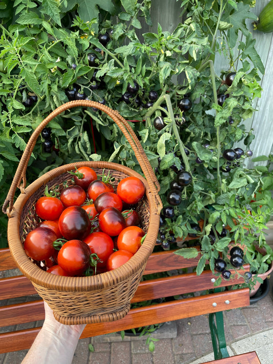 Indigo Rose Tomato Seeds