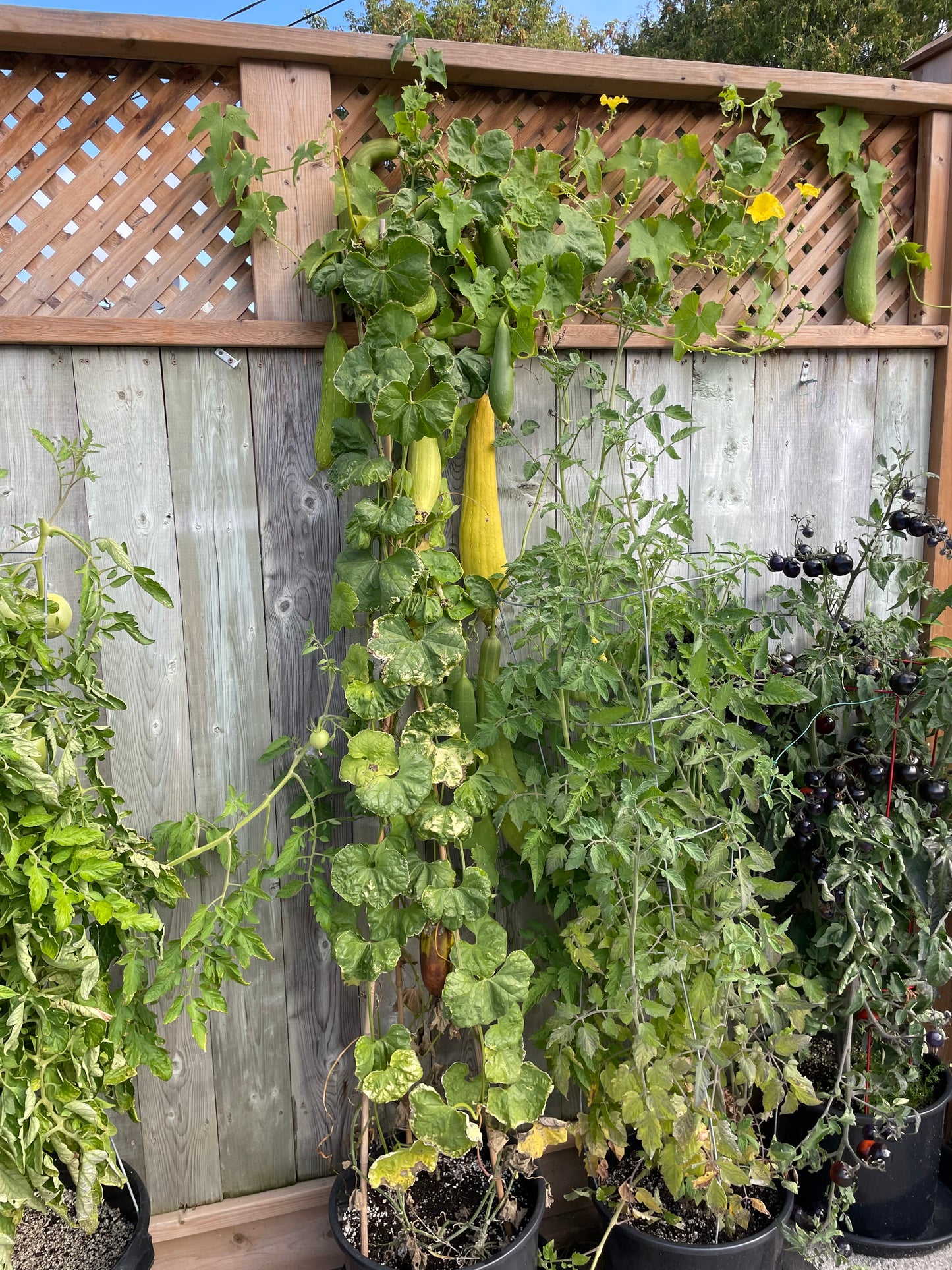 Luffa Sponge Gourd