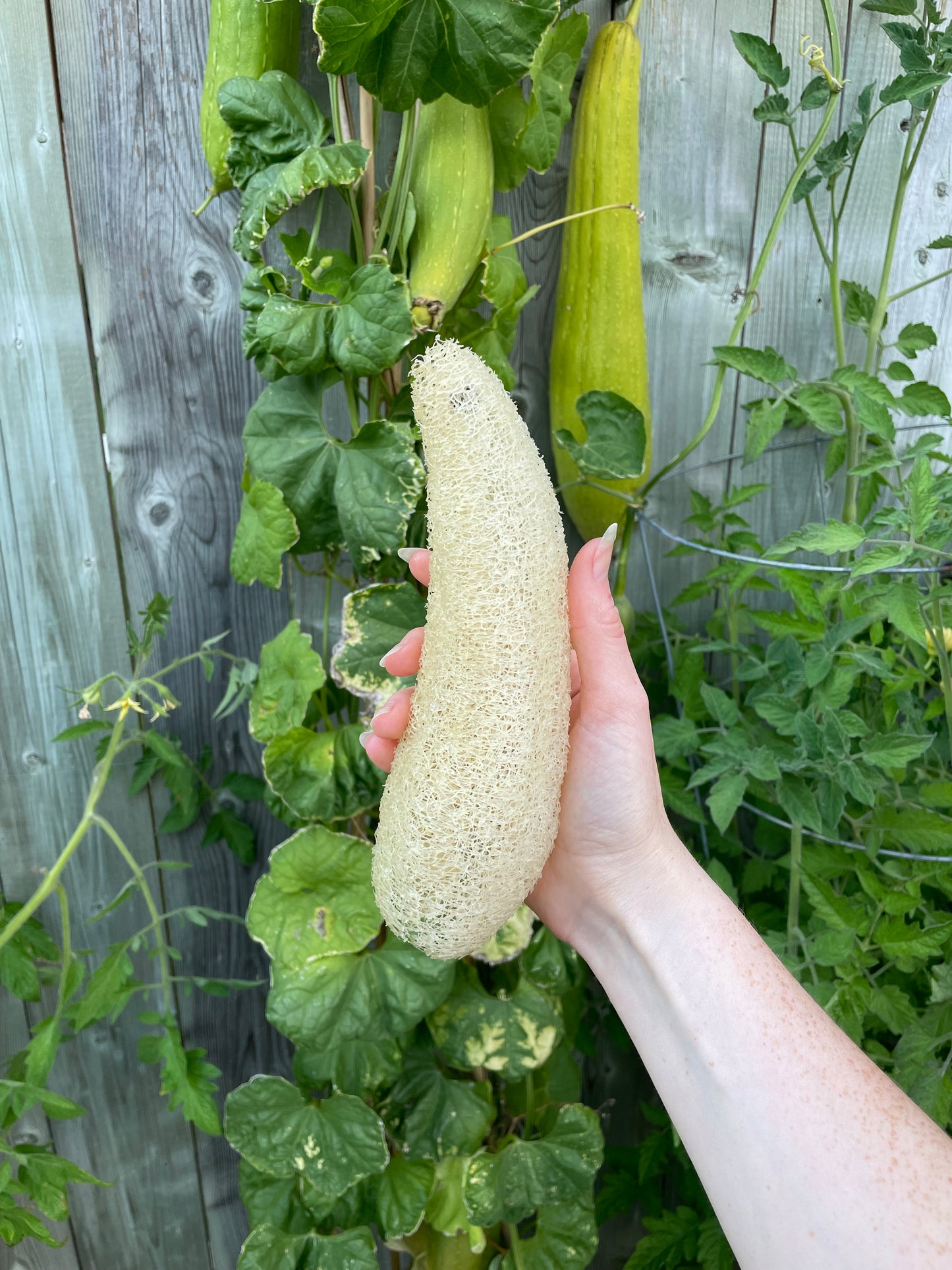 Luffa Sponge Gourd