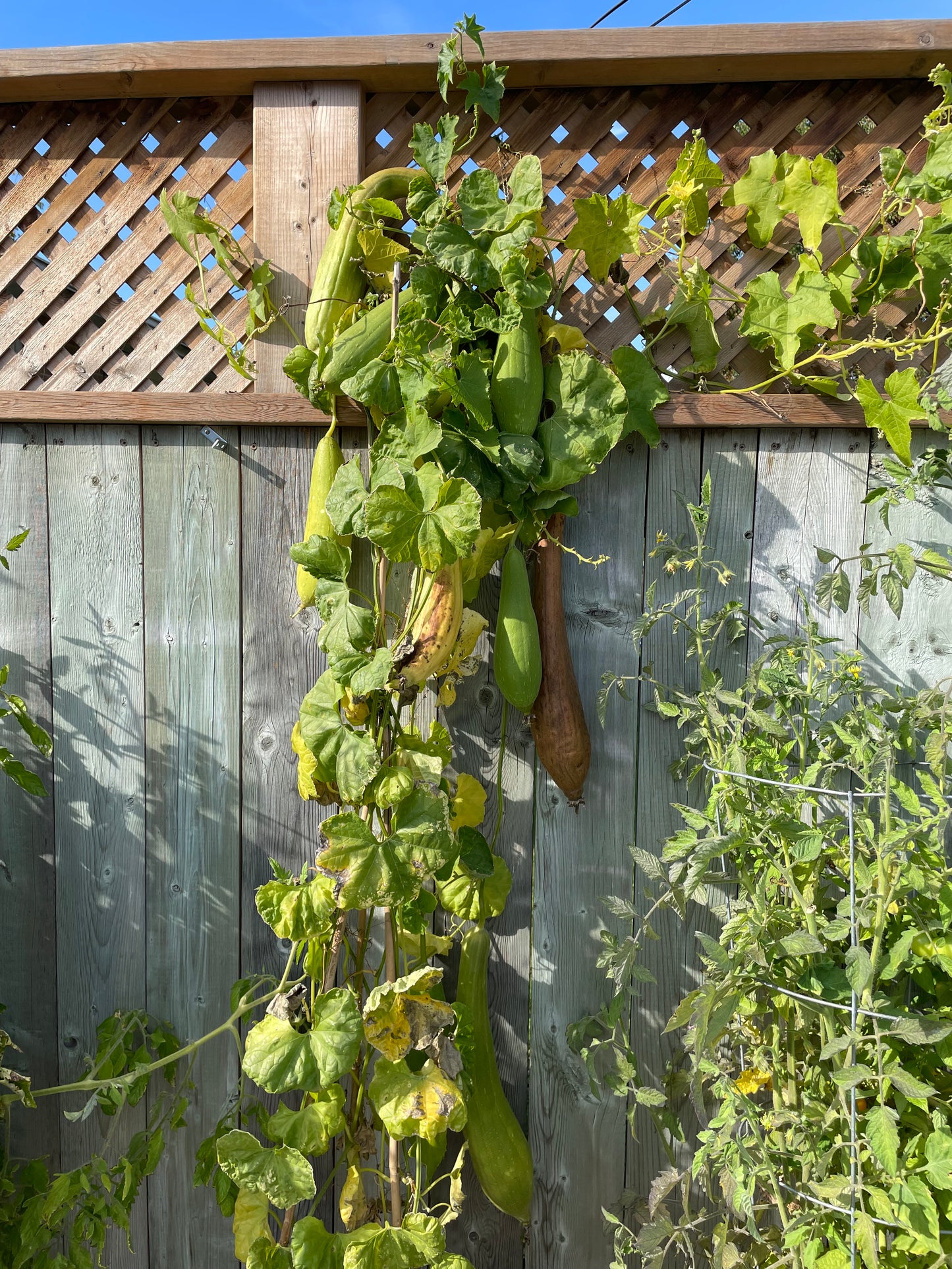 Luffa Sponge Gourd