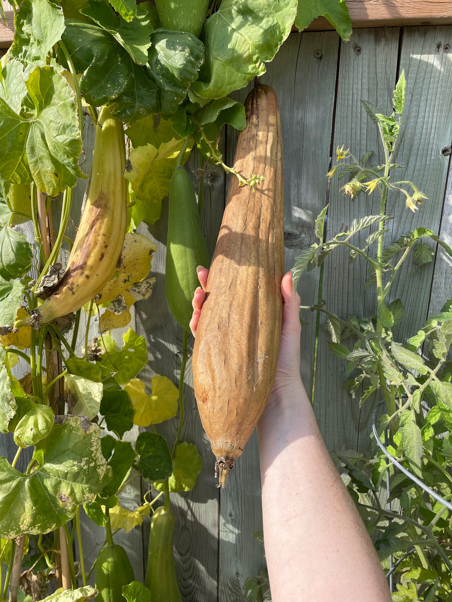 Luffa Sponge Gourd