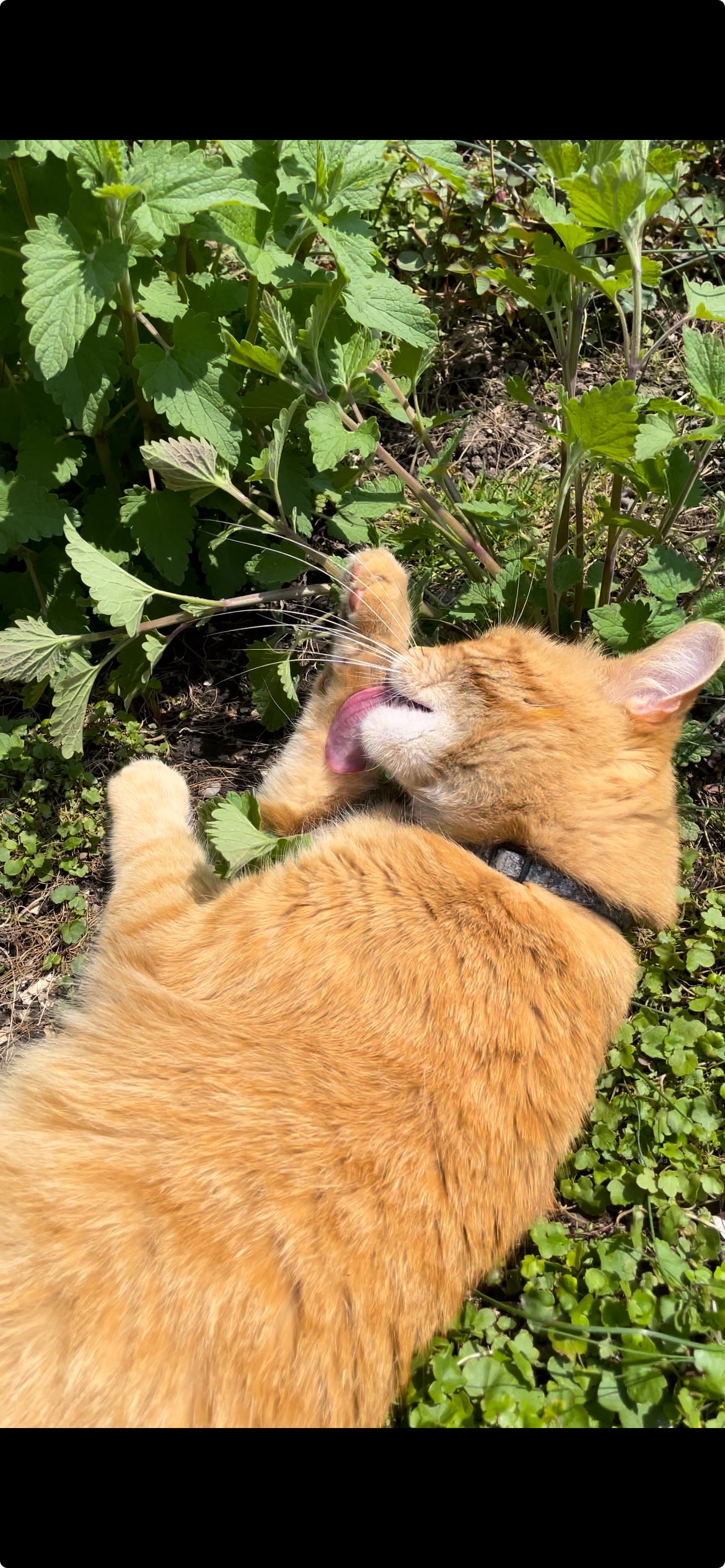 Mary Jane’s Catnip seeds