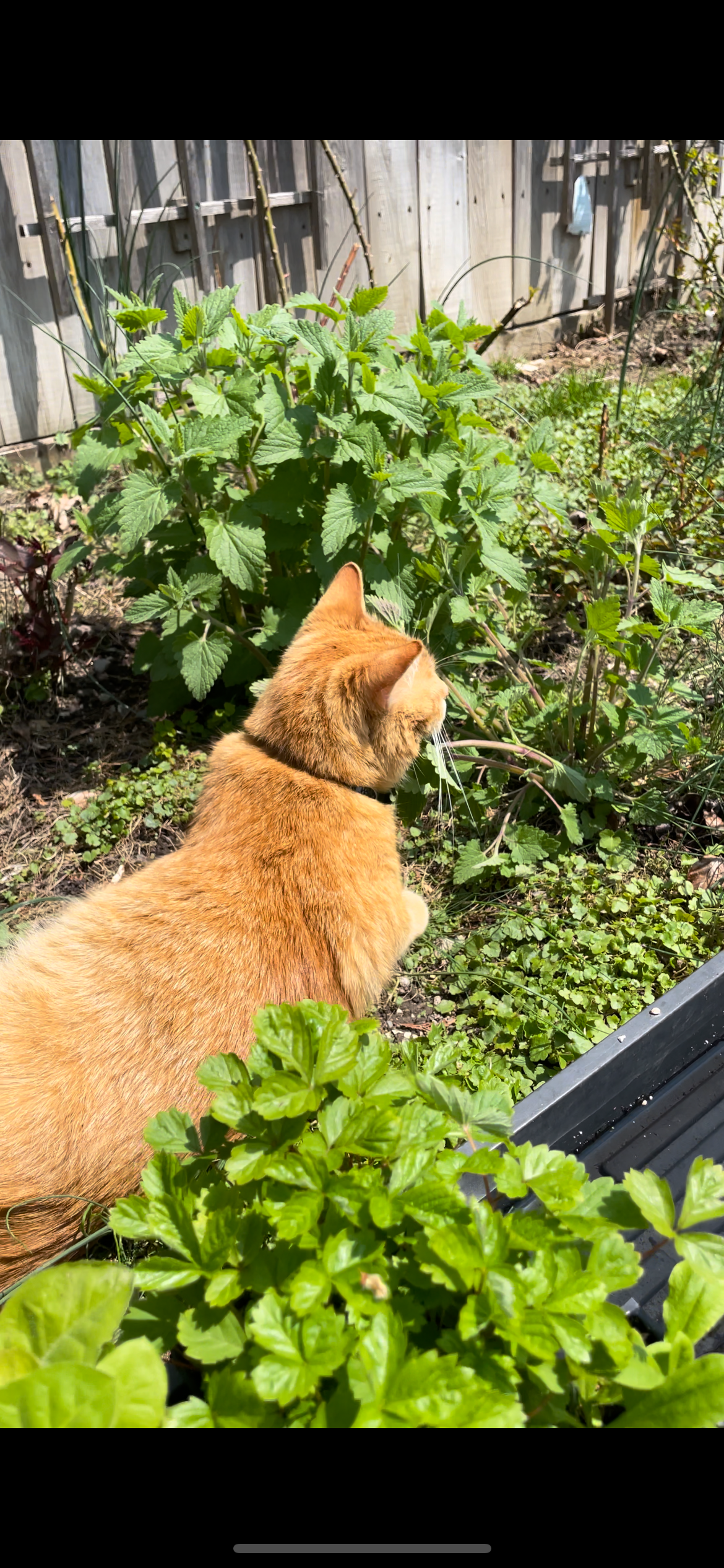 Mary Jane’s Catnip seeds