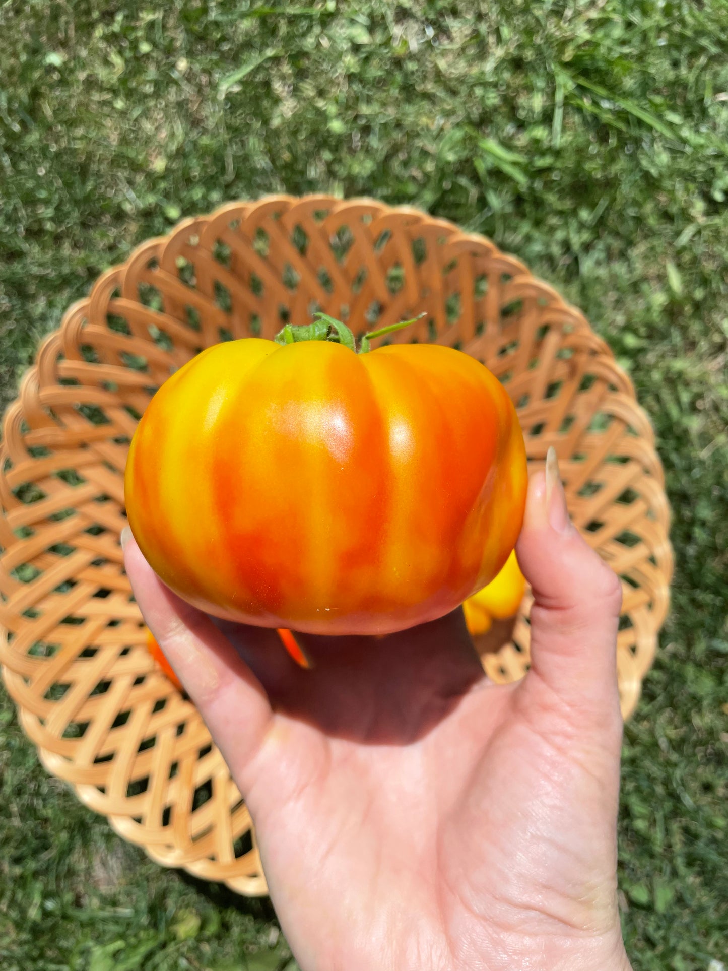 Organic Heirloom Marvel Striped Tomato Seeds