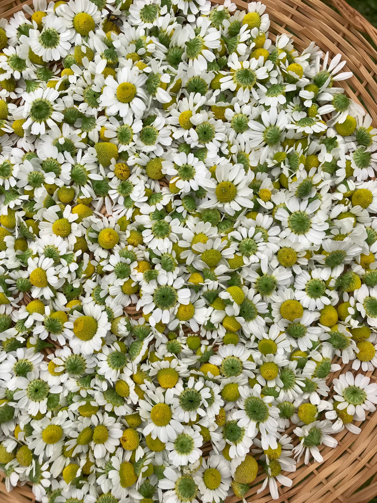 German Chamomile Seeds