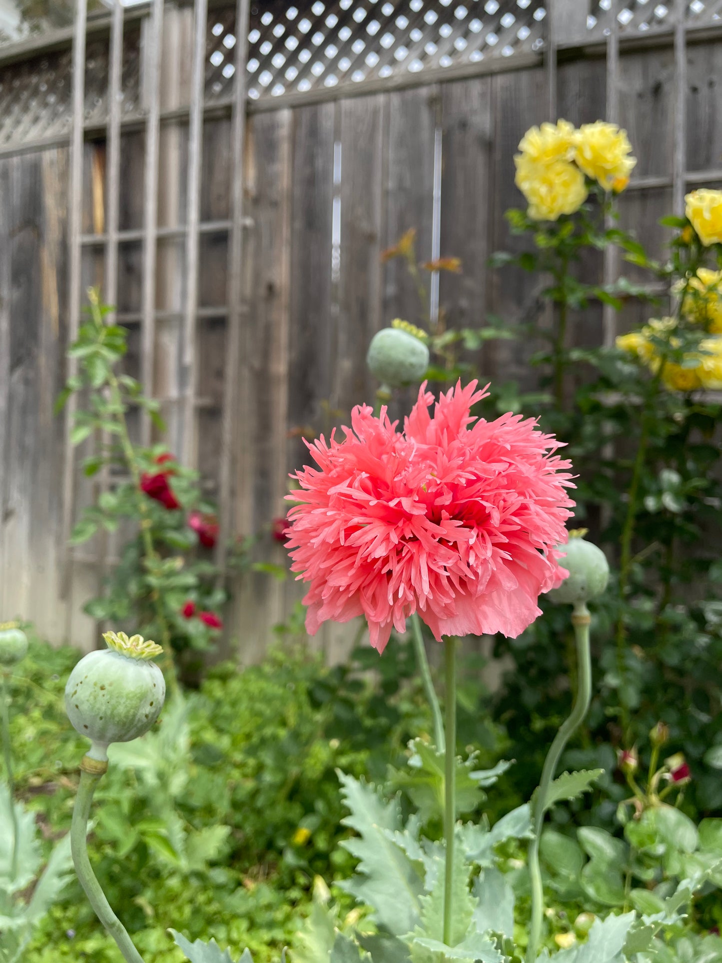 Pink PomPom Poppy Seeds