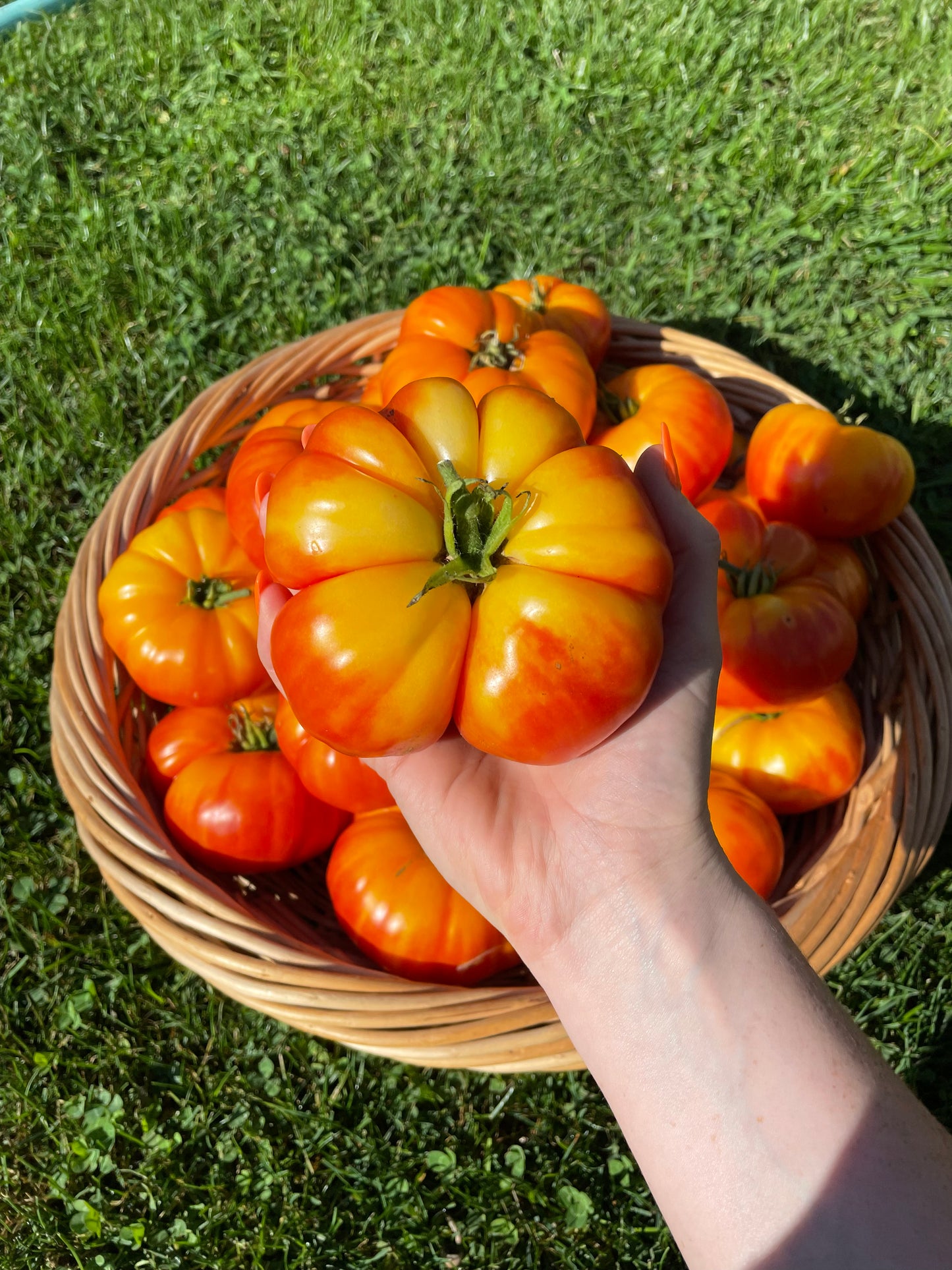 Organic Heirloom Marvel Striped Tomato Seeds