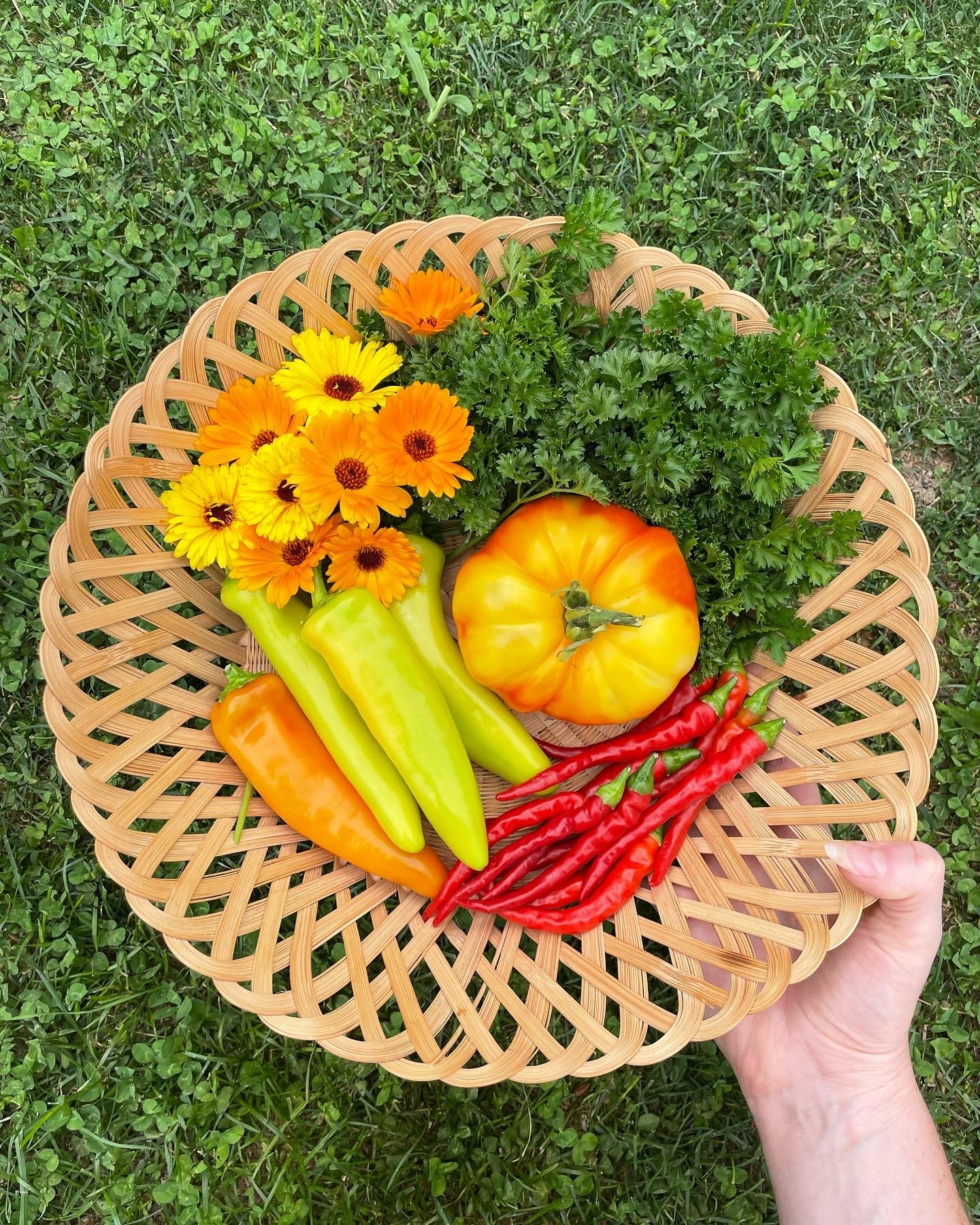 Organic Hot Banana Pepper Seeds