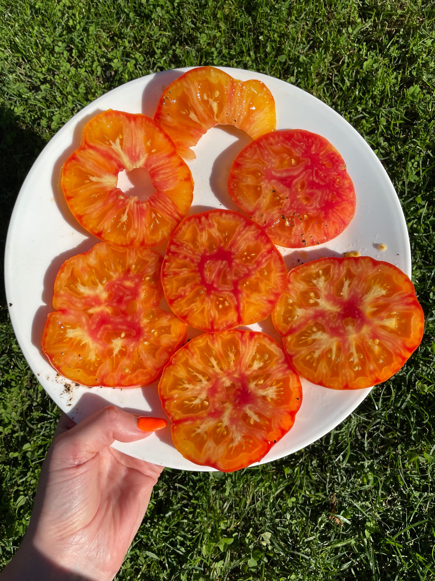 Organic Heirloom Marvel Striped Tomato Seeds