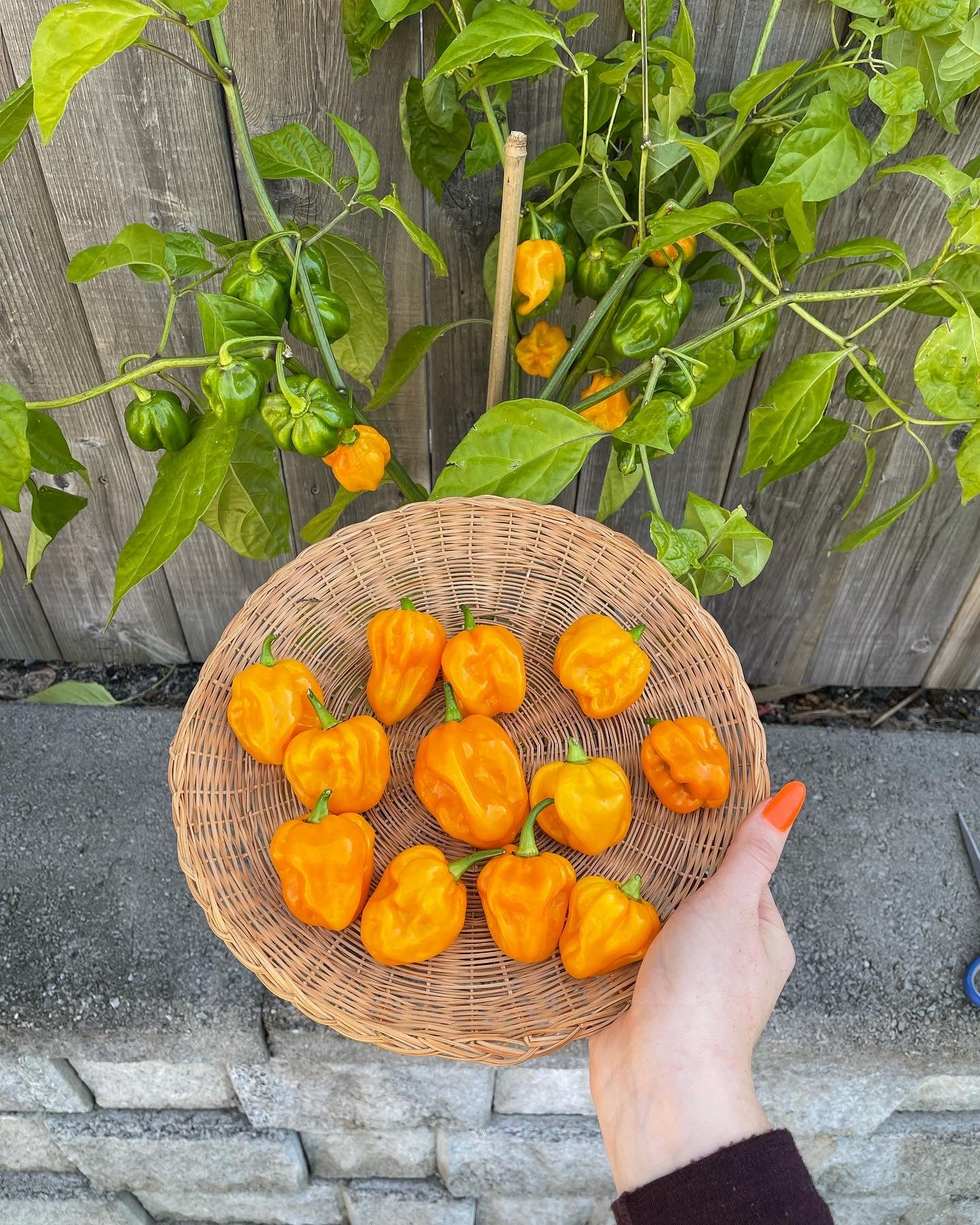 Yellow Habanero Pepper Seeds