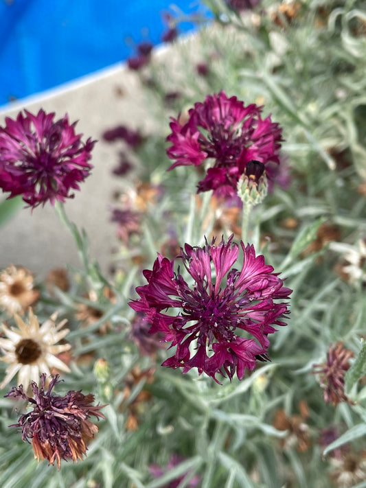 Black Corn Flower Seeds