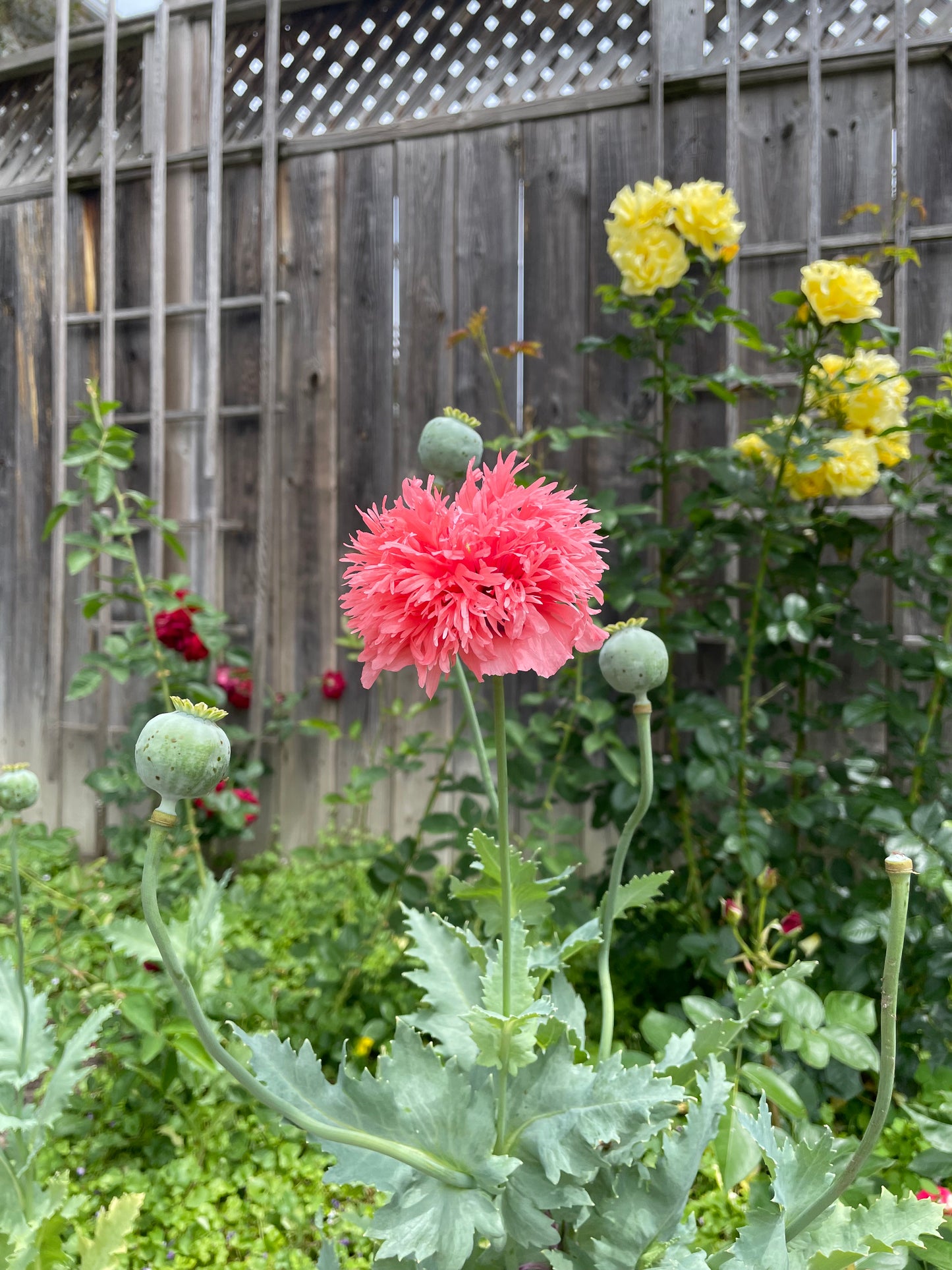 Pink PomPom Poppy Seeds