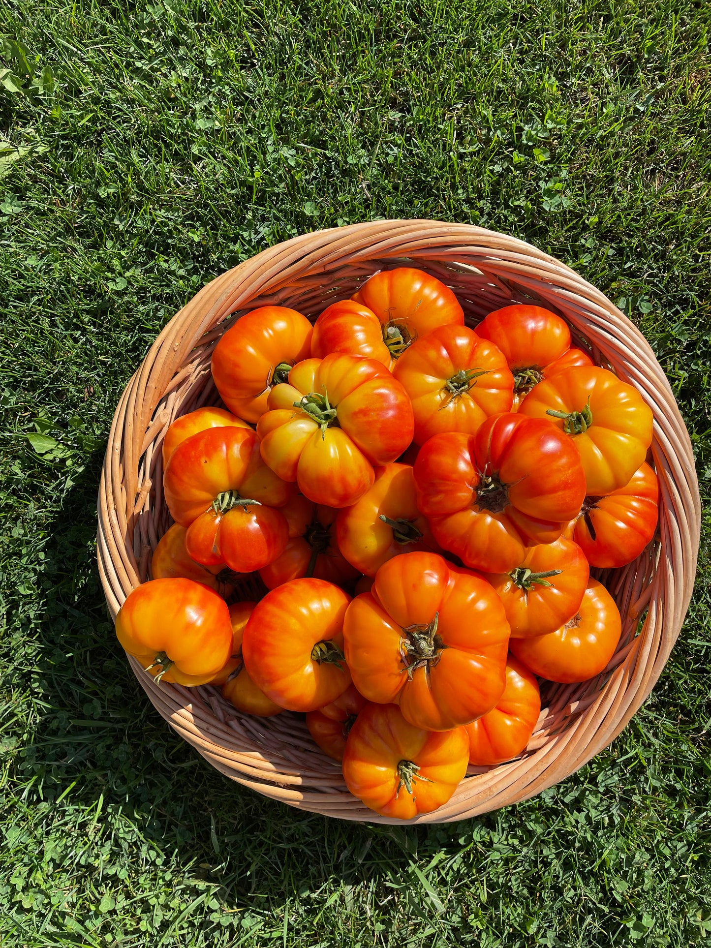 Organic Heirloom Marvel Striped Tomato Seeds