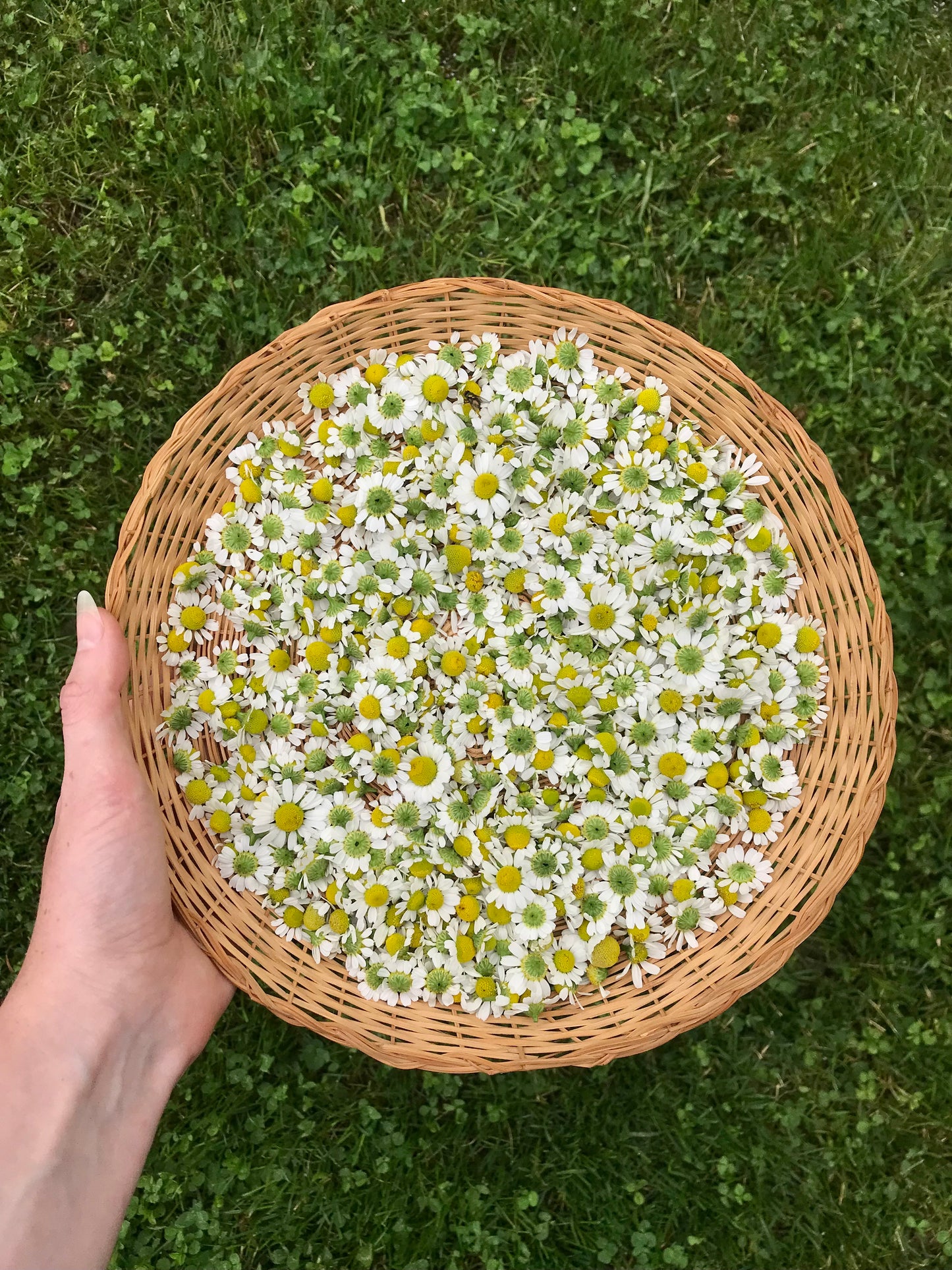 German Chamomile Seeds