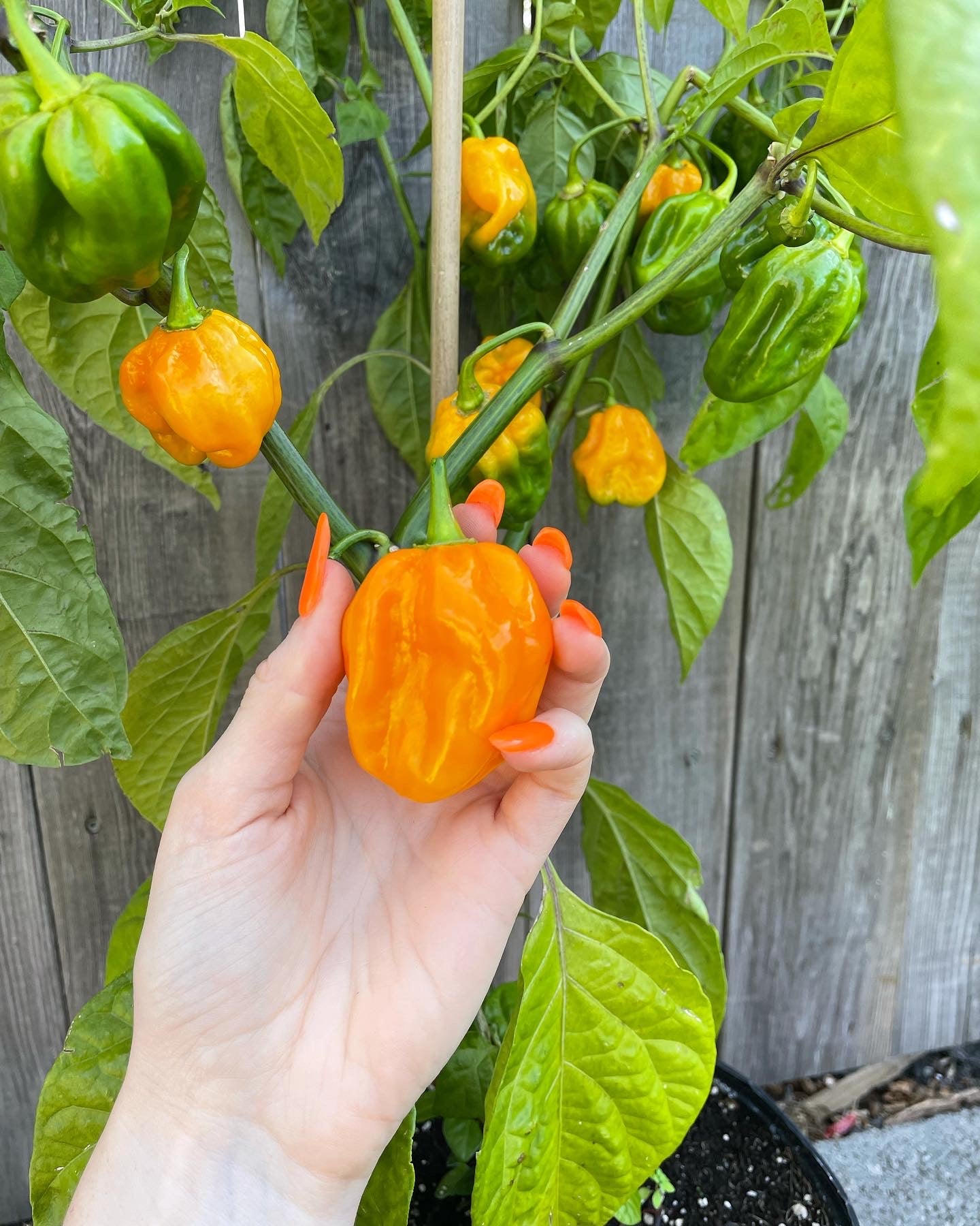 Yellow Habanero Pepper Seeds