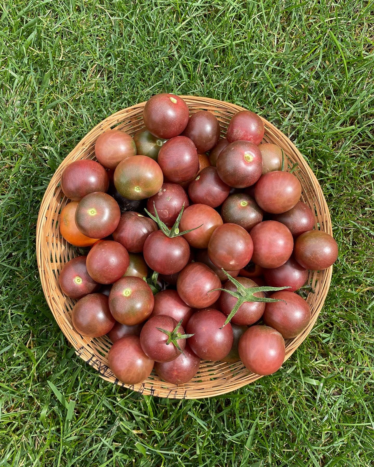 Organic Heirloom Black Cherry Tomato Seeds