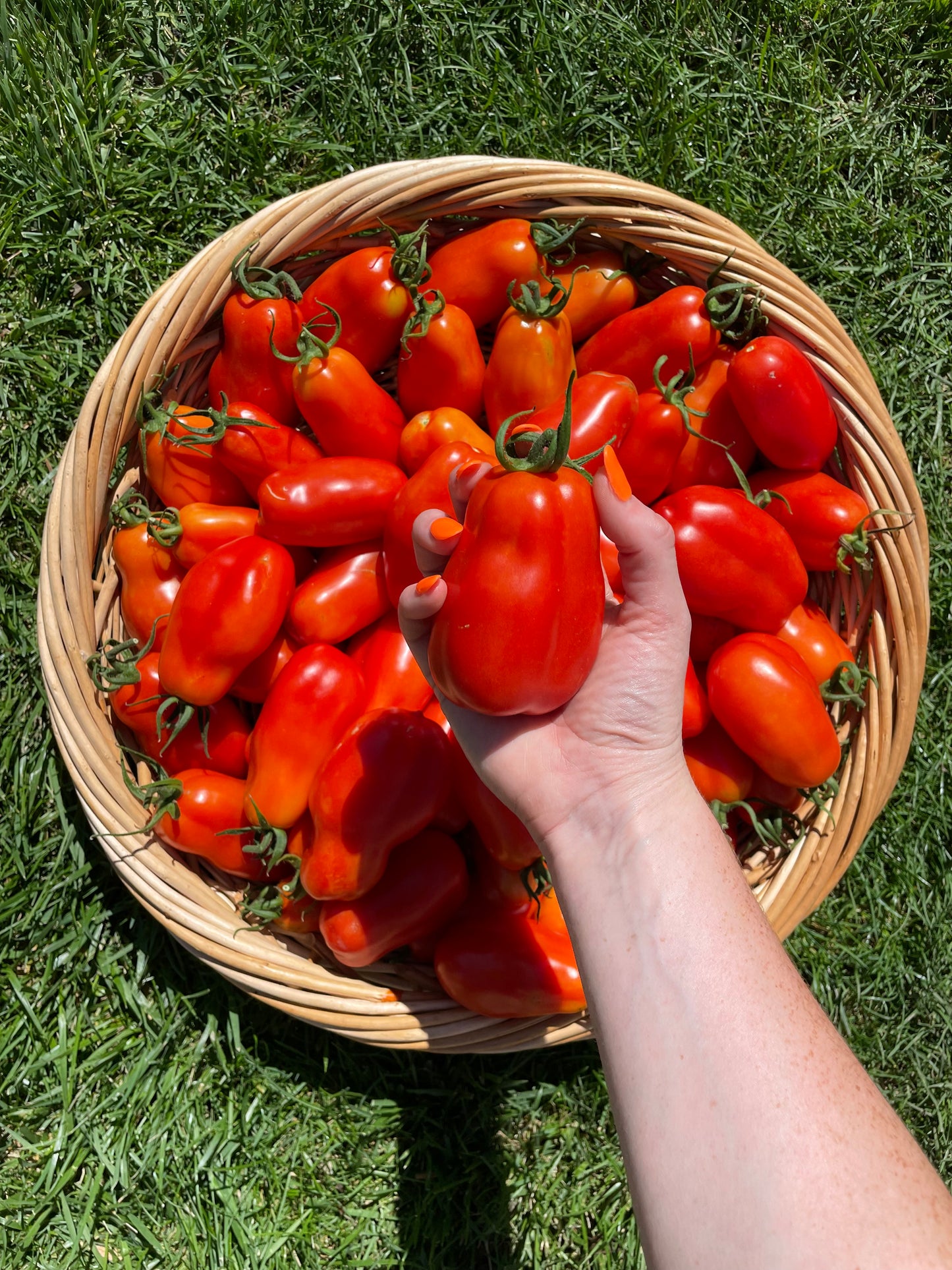 Organic Roma Tomato Seeds