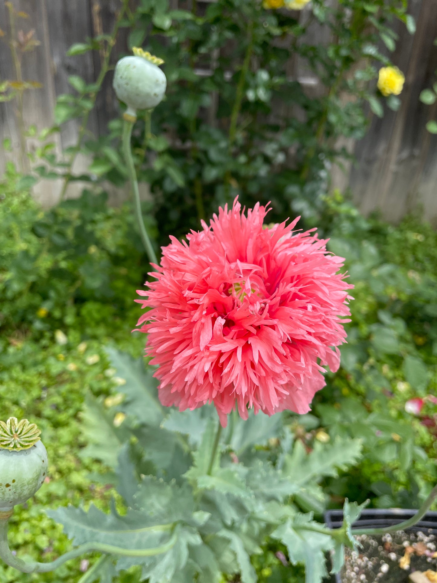 Pink PomPom Poppy Seeds