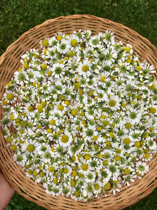 German Chamomile Seeds