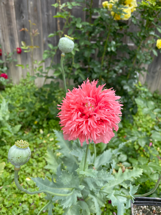 Pink PomPom Poppy Seeds