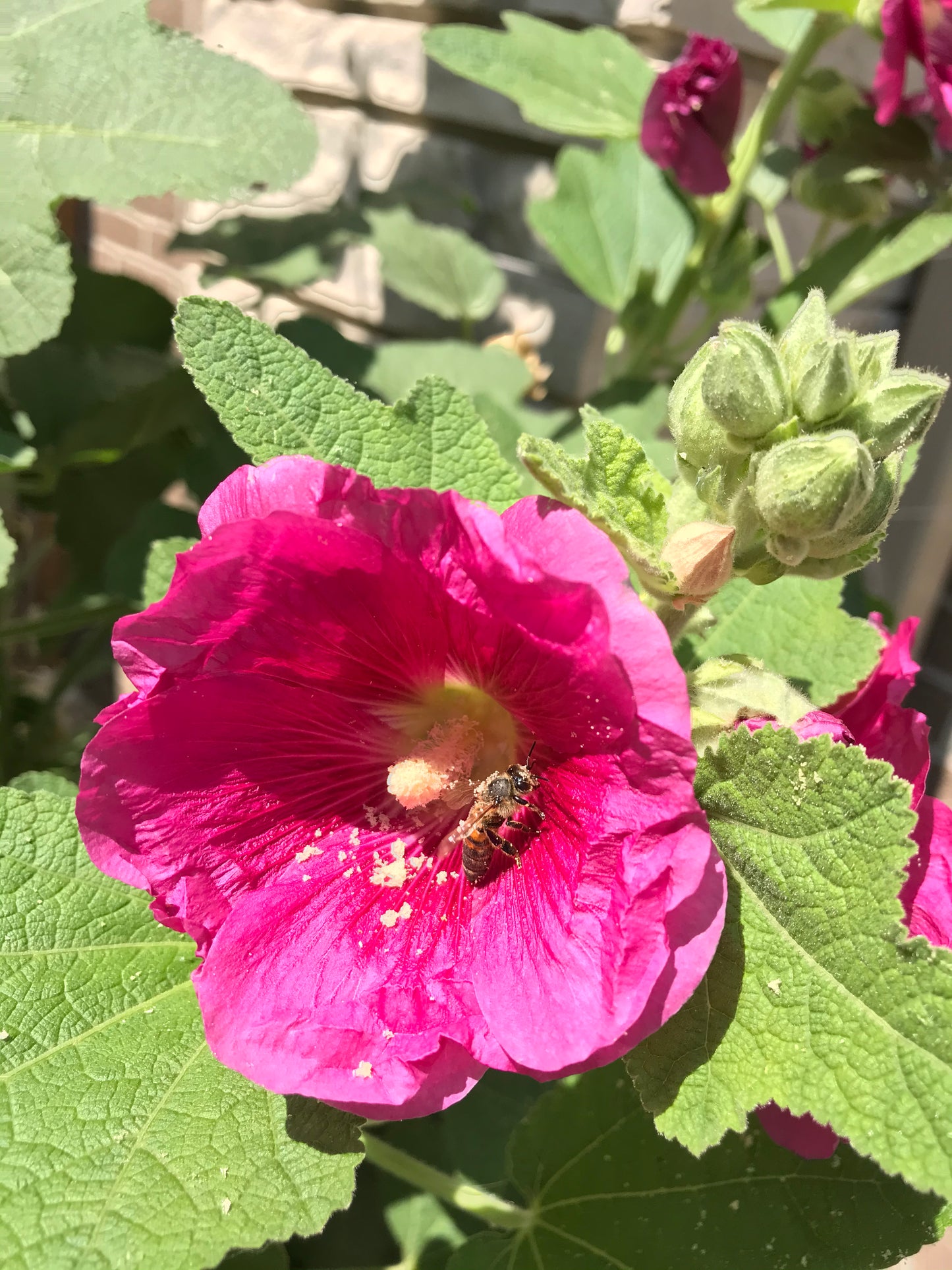 Magenta Hollyhock Seeds