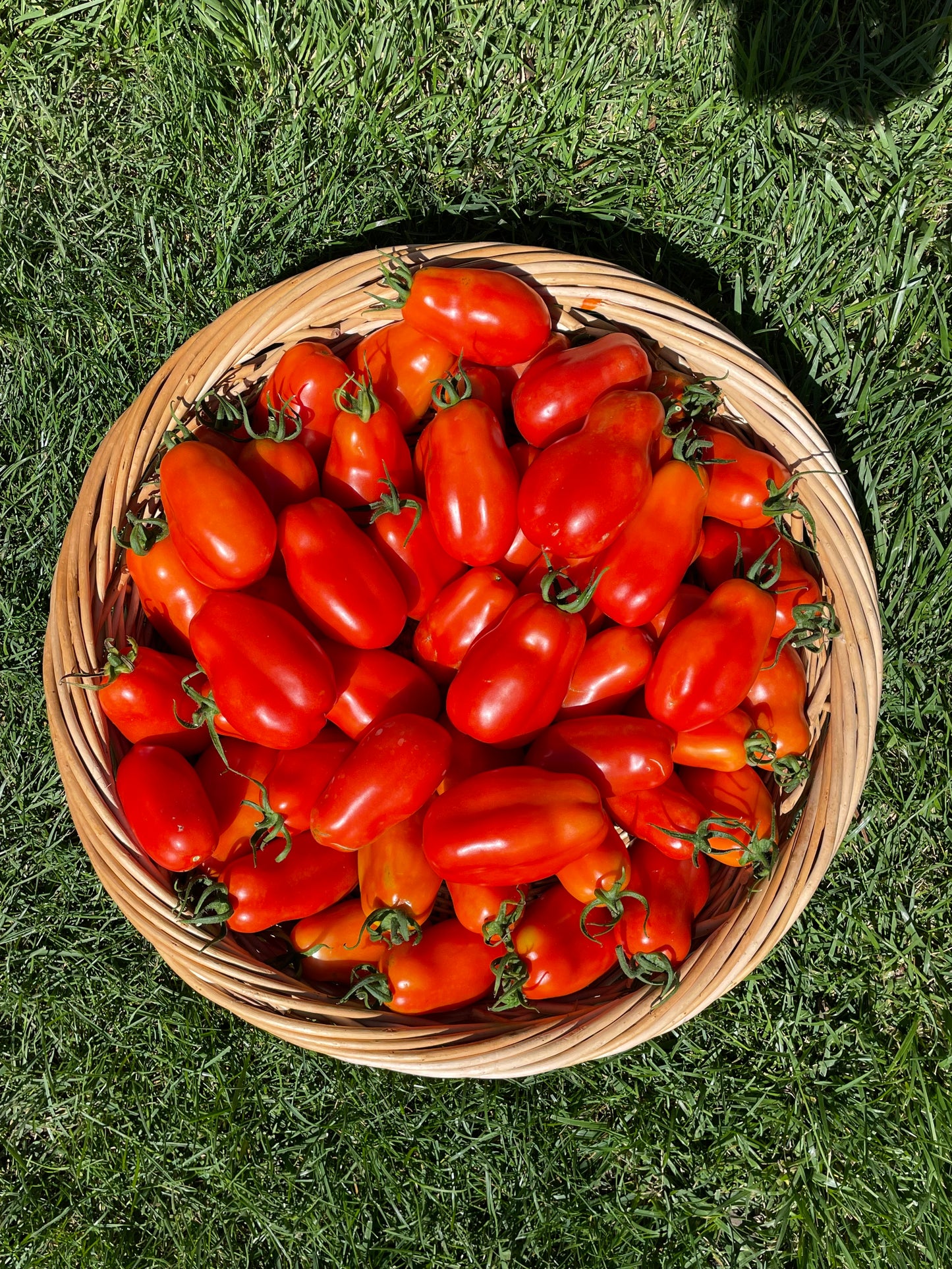 Organic Roma Tomato Seeds