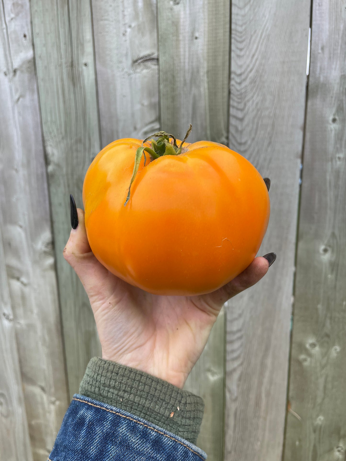 Organic Heirloom Tangerine Tomato seeds