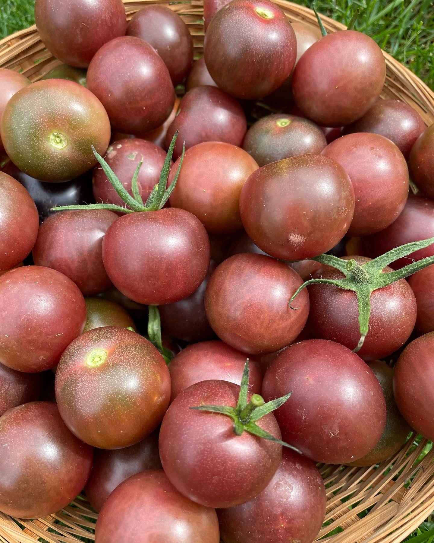 Organic Heirloom Black Cherry Tomato Seeds