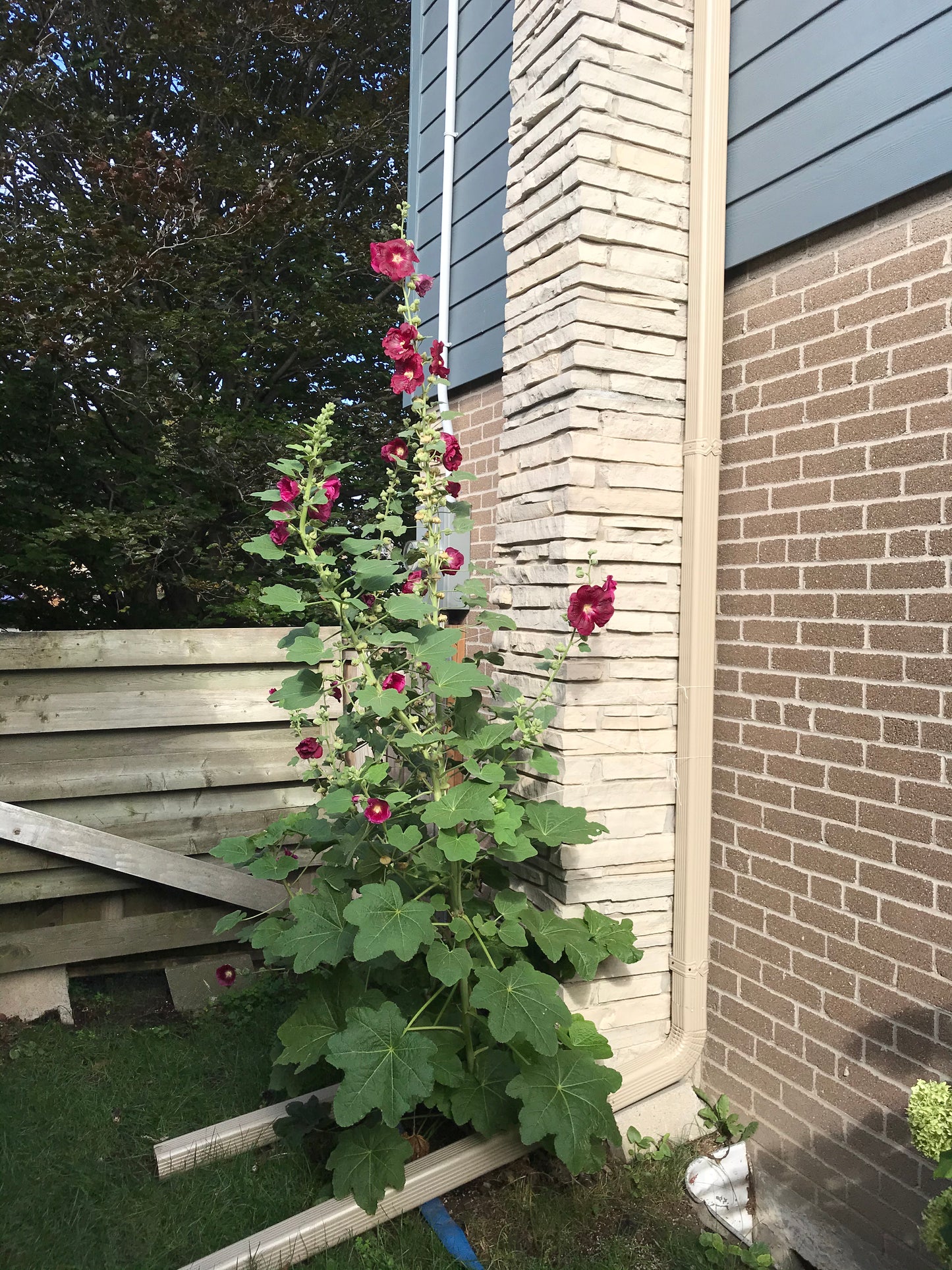 Magenta Hollyhock Seeds