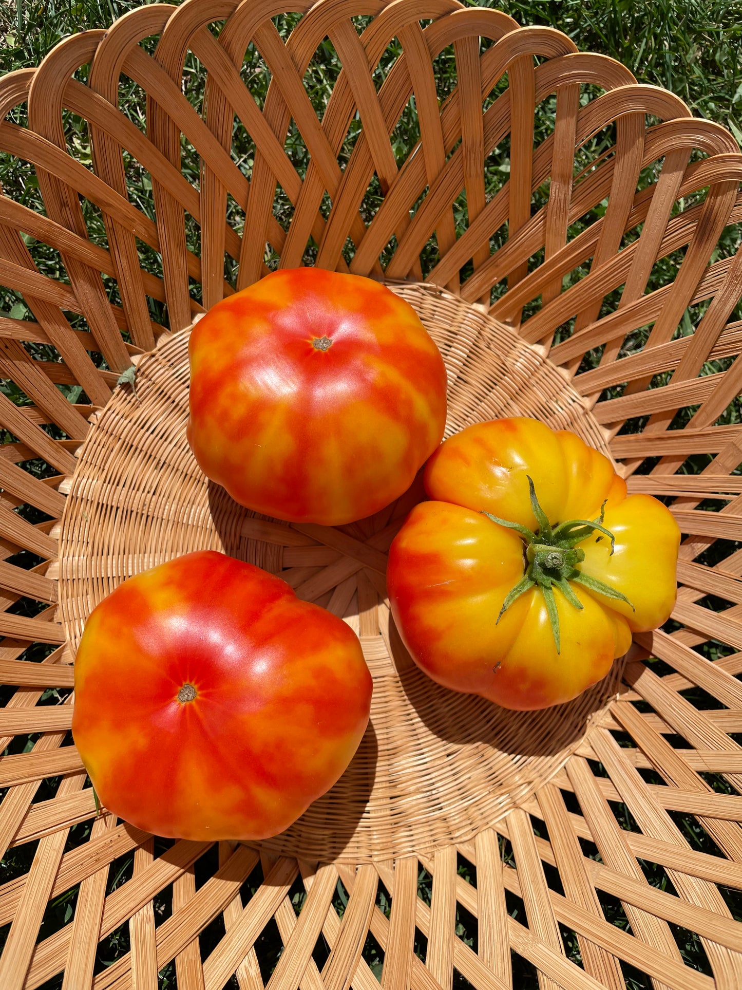 Organic Heirloom Marvel Striped Tomato Seeds