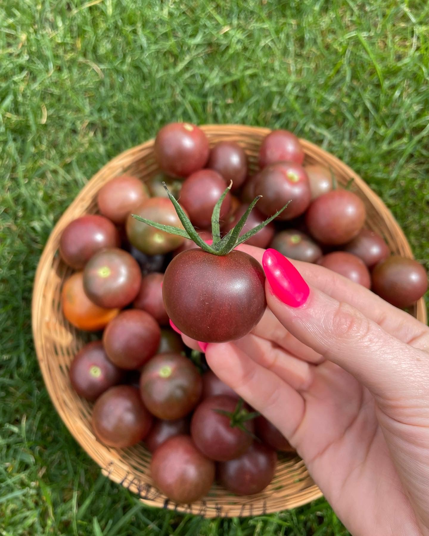 Organic Heirloom Black Cherry Tomato Seeds