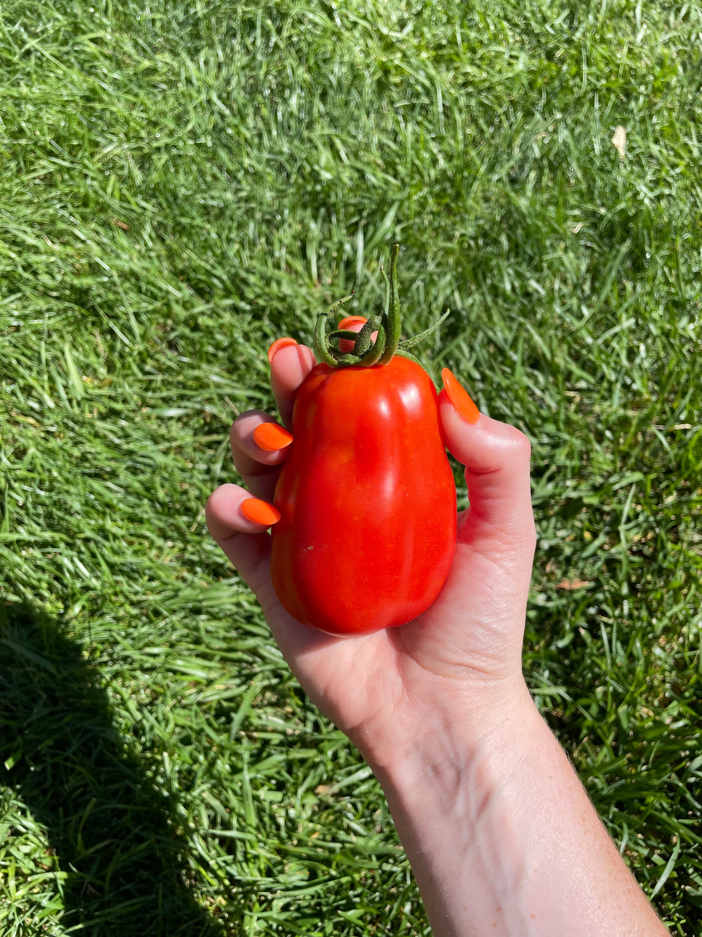 Organic Roma Tomato Seeds