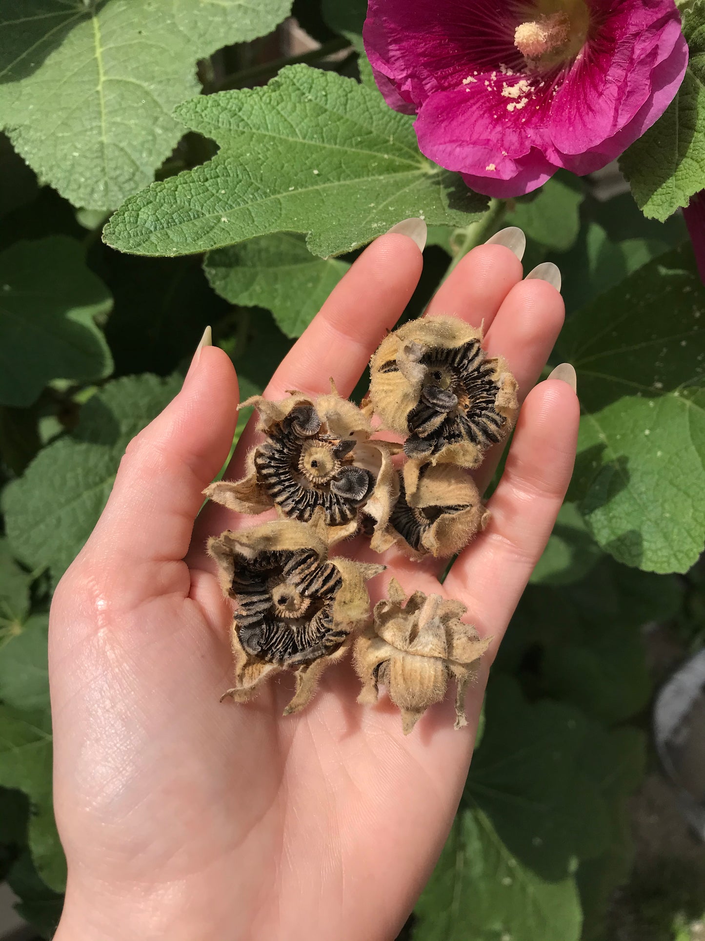 Magenta Hollyhock Seeds